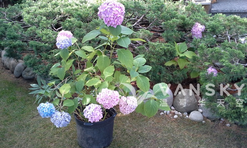 260604130309_20200724_174130 - Copy.jpg